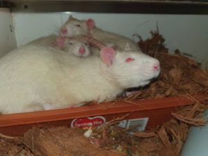 Ex lab-ratten Harry, Ron, Morty & Lupus willen graag een liefdevol huis
