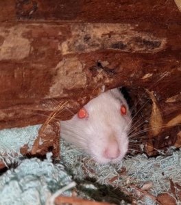 Ratten Lily & lady willen graag een forever home
