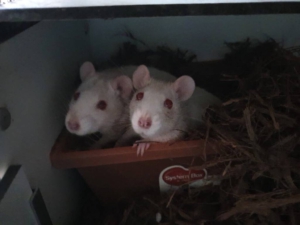 Ex lab-ratten Loena & Detta zoeken een eigen thuis