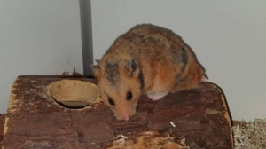 Syrische hamster Tyler verdient zijn eigen emigratie!