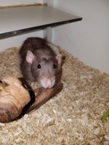 Rat Rotje wil graag een nieuw vriendje.