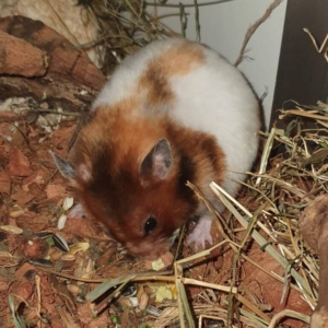 Deze knappe Syrische hamster Pinky wacht op een riante villa.