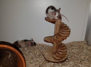 Deze twee knappe muisjes Remy & Emile zoeken een ruime kooi om in te spelen.