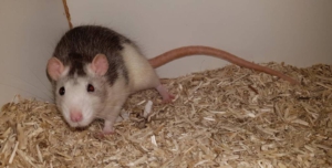 Rat Choco is op zoek naar een maatje