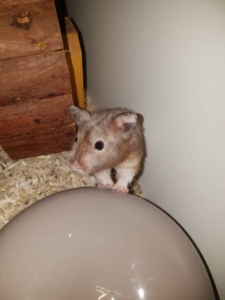 Syrische hamster Karel is op zoek naar een ruime speelplaats